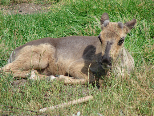 Babu Caribou
