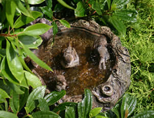 Bird Bath Bird Bath