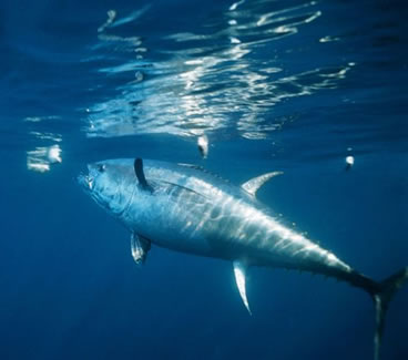 Blue Fin Tuna