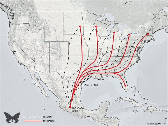The map illustrates Monarch Butterflies' migration routes from Michoacán, Mexico, through the Texas Funnel and into the central and eastern United States.