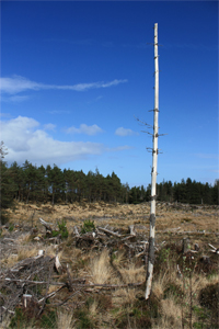 Deforestation