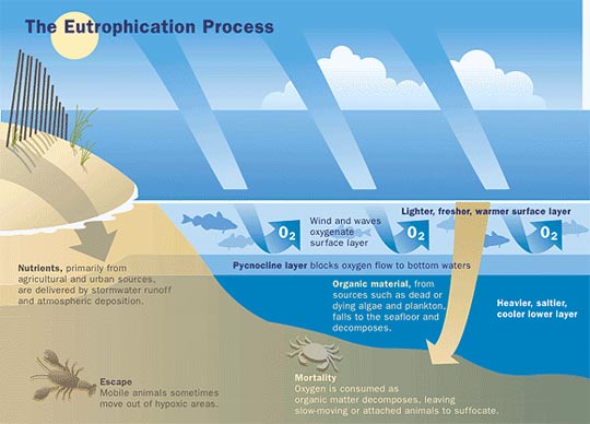 The Eutrophication Process