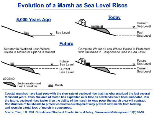 http://www.dnrec.delaware.gov/PublishingImages/CCmarshevolution.jpg