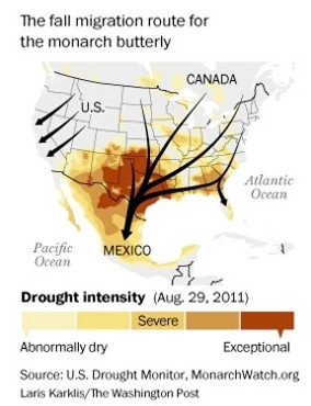 A map illustrating the fall migration route of monarch butterflies from Canada and the U.S. to Mexico, highlighting drought intensity impacting regions as of August 29, 2011.