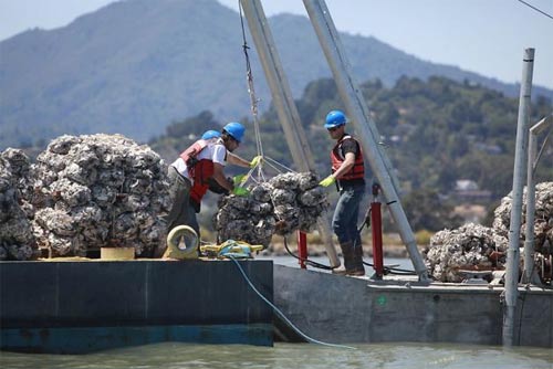 Oyster Fishing