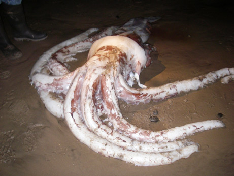 A giant squid lies sprawled on a sandy surface, its long tentacles gracefully spread out.