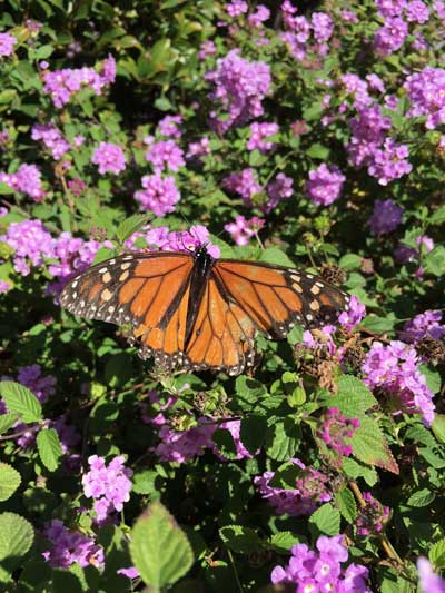 Monarch Butterfly