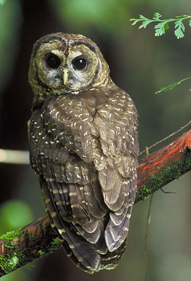 The Northern Spotted Owl