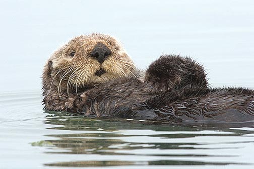 Sea Otter Hanging out in Morro Bay