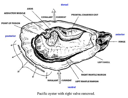 Oyster Diagram