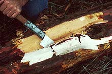 Pacific yew bark