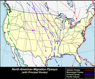 Map of North America highlighting migratory bird flyways: Atlantic (red), Mississippi (purple), Central (blue), and Pacific (green), with principal routes clearly marked.