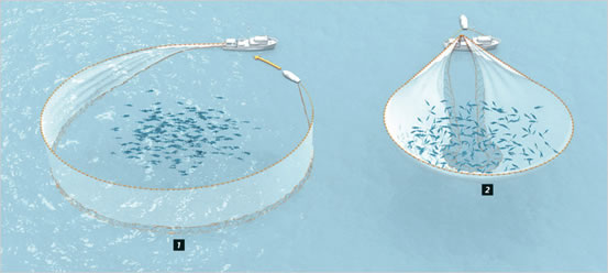 Purse Seiners Catching Tuna