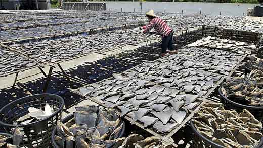 A person carefully arranges shark fins on racks, ensuring they dry evenly under the golden sun. The process is meticulous, reflecting an understanding of sharks and their unique drying needs.