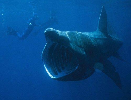 A massive basking shark glides through the ocean, its mouth wide open. Nearby, a diver observes in awe as this gentle giant showcases the majestic nature of sharks.