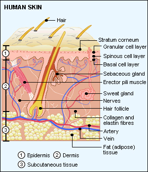 Human Skin