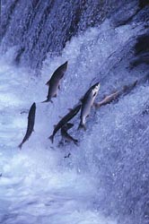 Fish Swimming up River