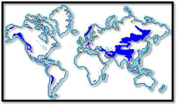 World Biomes Alpine