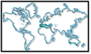 World Biomes Chaparral