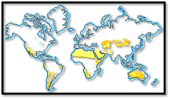 World Biomes Desert