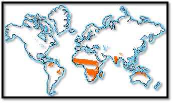 World Biomes Savanna