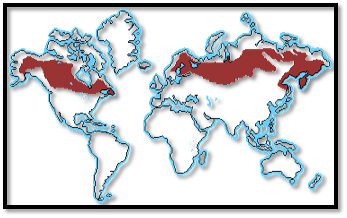 World Biomes Taiga